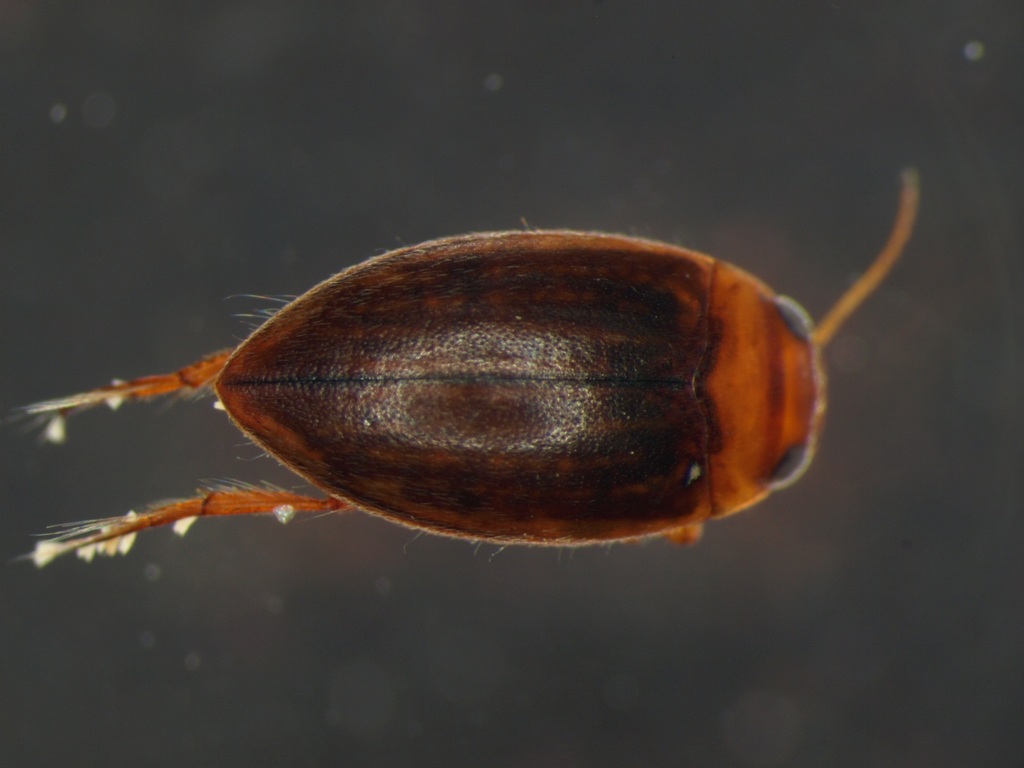 Porhydrus lineatus
